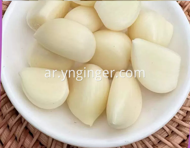 Garlic 11